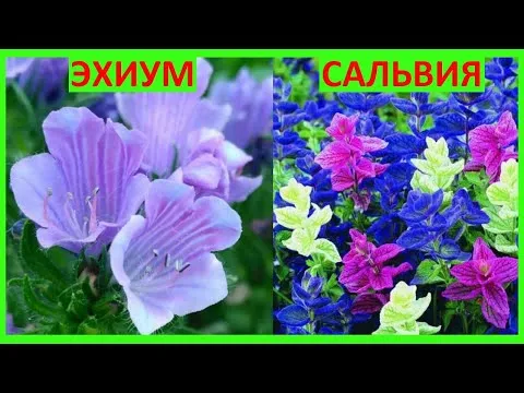 Нажми и смотри