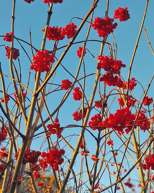 Ягодны калины, черной бузины, рябины оставьте на ветвях для птиц. Ягодны калины, черной бузины, рябины оставьте на ветвях для птиц.