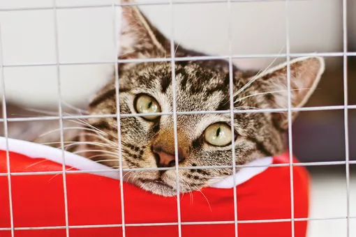 «Юна-Фест» в МЕГА Белая Дача. Возьми друга из приюта 15 ноября в Москве!