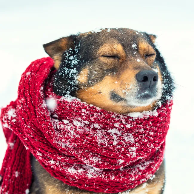 Как понять, что собака замёрзла