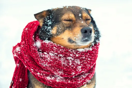 Как понять, что собака замёрзла Как понять, что собака замёрзла