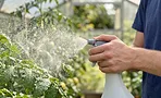 Как я опрыскивал томаты молочной сывороткой от фитофторы и что из этого вышло — личный опыт редактора Как я опрыскивал томаты молочной сывороткой от фитофторы и что из этого вышло — личный опыт редактора