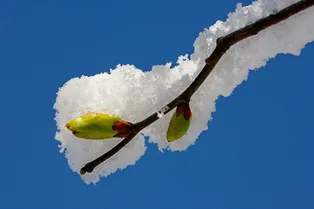 Не спешите с рассадой: синоптики предупредили о заморозках на майские