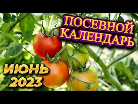 Нажми и смотри