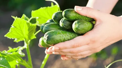 Как использовать удобрение для огурцов в августе Как использовать удобрение для огурцов в августе