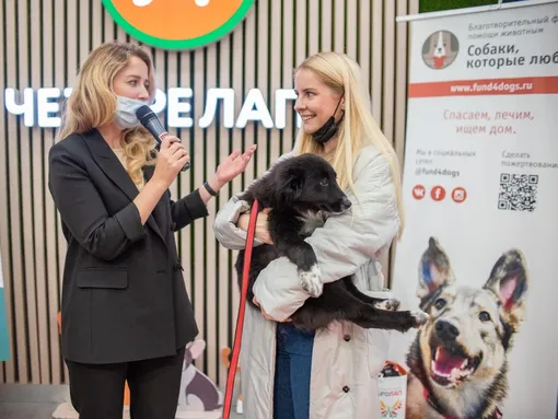 собаки и люди собаки и люди