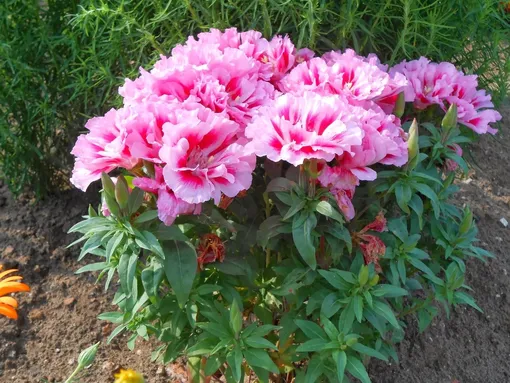 Годеция Годеция