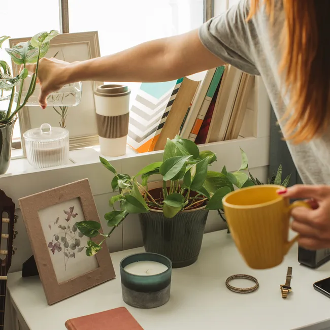 Почему комнатные растения не всегда рады лету? Спасаем их с помощью душа и специальной диеты