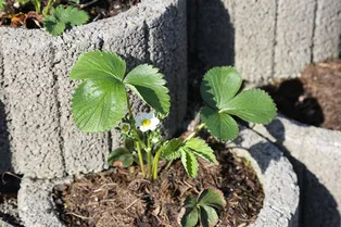 Грядка-пирамида для клубники: как сделать своими руками