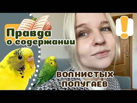 Нажми и смотри