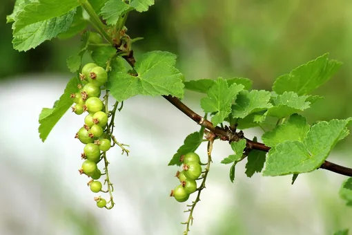 4 причины плохого роста смородины, которые можно и нужно устранить весной