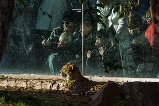 Потому что любовь: пенсионер выкупил 33 333 билета в зоопарк в память о жене