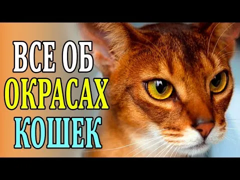 Нажми и смотри