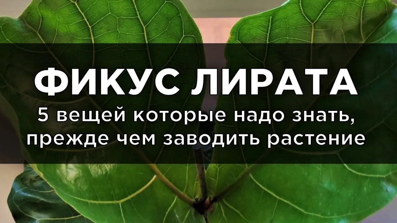 Нажми и смотри