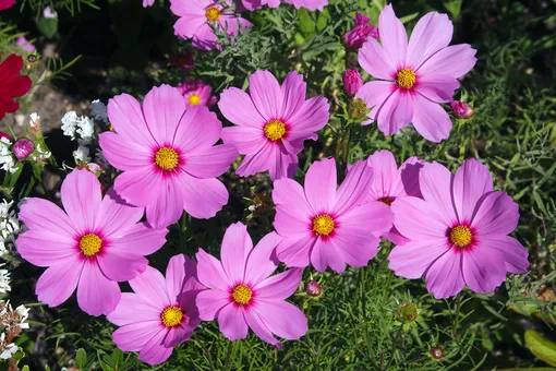 7 цветущих растений, обожающих песчаную почву