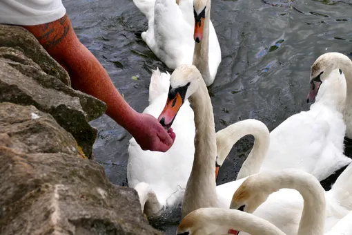 В столичном зоопарке рассказали, как устраивают на зимовку лебедей