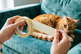 Малярный скотч беру пачками, но не для ремонта: 15 применений, о которых вы не догадывались Малярный скотч беру пачками, но не для ремонта: 15 применений, о которых вы не догадывались