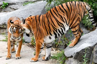 Тигры сбежали от хозяев и скитались по улицам, но теперь у них идеальный дом