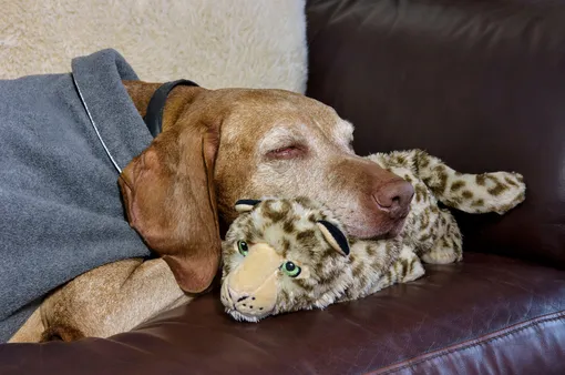 26 мини-привычек для счастливой собаки в 2026 году