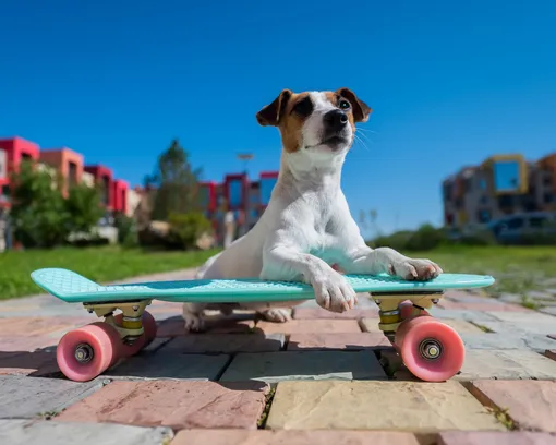 Как научить собаку ездить на скейтборде и нужно ли это делать Как научить собаку ездить на скейтборде и нужно ли это делать