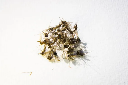 В потомстве выживали только самцы, а самки умирали на ранней стадии развития. В потомстве выживали только самцы, а самки умирали на ранней стадии развития.