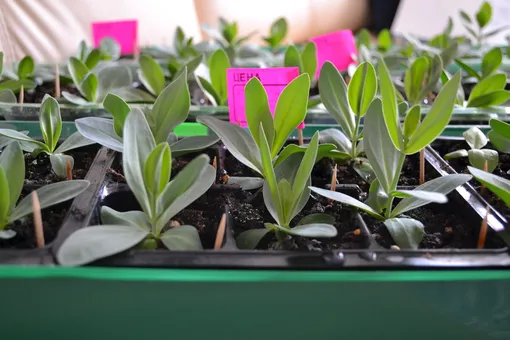 Когда сеять семена эустомы на рассаду Когда сеять семена эустомы на рассаду