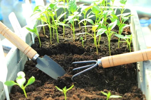 Лунный посевной календарь садовода и огородника на неделю с 26 февраля по 3 марта 2024 года Лунный посевной календарь садовода и огородника на неделю с 26 февраля по 3 марта 2024 года