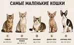 Крошечные кошки, которые выглядят как котята даже взрослыми: 10 пород Крошечные кошки, которые выглядят как котята даже взрослыми: 10 пород
