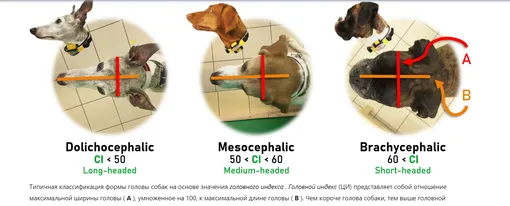 Иллюстрация связи пропорций морды с дружелюбностью собаки Иллюстрация связи пропорций морды с дружелюбностью собаки