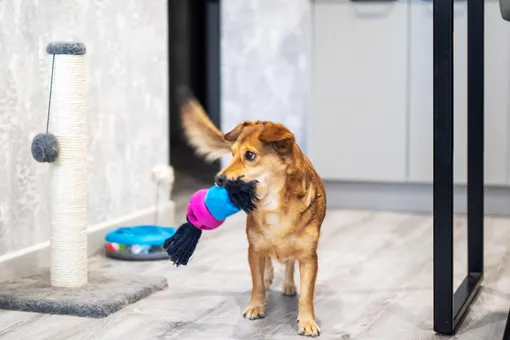 Как сделать игрушку для собаки своими руками фото