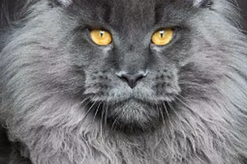 Пушистый рекордсмен: как живет кот с 27 пальцами Пушистый рекордсмен: как живет кот с 27 пальцами