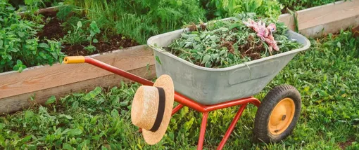 Лунный посевной календарь садовода и огородника на неделю с 18 по 24 августа 2025 года Лунный посевной календарь садовода и огородника на неделю с 18 по 24 августа 2025 года