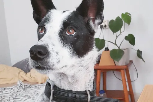 Собака кричала от страха перед людьми, но со временем научилась любить Собака кричала от страха перед людьми, но со временем научилась любить