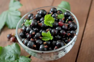 Россиянам рассказали, как правильно подготовить смородину к зиме Россиянам рассказали, как правильно подготовить смородину к зиме