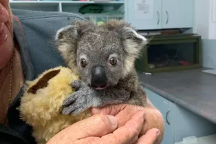 Чудесные спасения животных в Австралии: 5 историй, которые заставляют верить в добро Чудесные спасения животных в Австралии: 5 историй, которые заставляют верить в добро