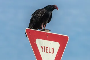 Мило и кошмарно: редкие птицы устроили вечеринку и разнесли террасу пожилой леди
