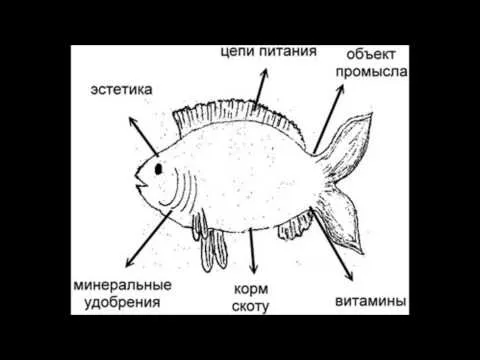 Нажми и смотри