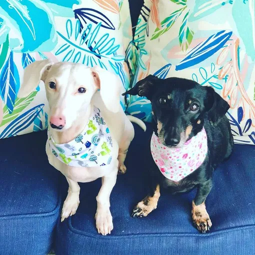 Дьюк и Диор такса