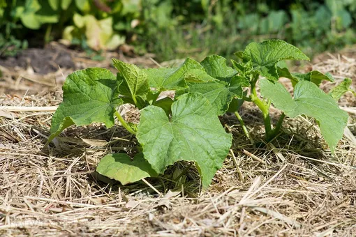 Сроки и способ посева огурцов Сроки и способ посева огурцов