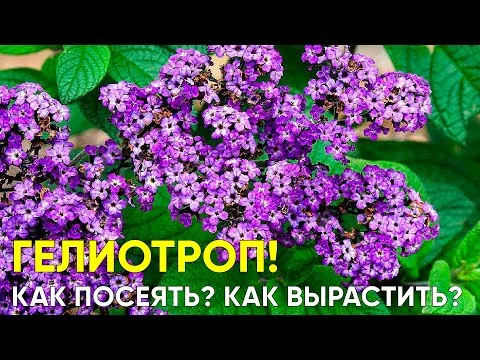 Нажми и смотри
