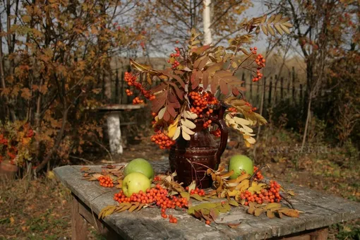 Лунный календарь садовода и огородника на неделю с 3 по 9 ноября 2025 года