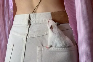 Хочу в эту семью крысой»: чтобы крысу не укачало в самолете, ей наняли водителя Хочу в эту семью крысой»: чтобы крысу не укачало в самолете, ей наняли водителя