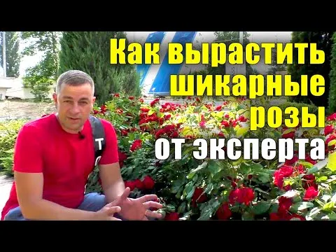 Нажми и смотри