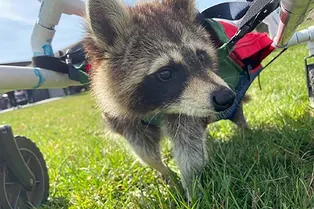 Подростки собрали для осиротевшего енота ходунки. Он делает свои первые «шаги»!