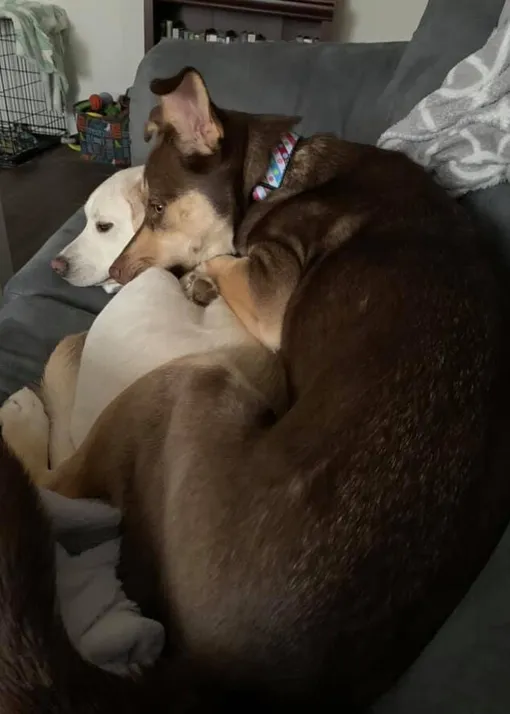 «Ру любит свою сестричку. Она для него и стул, и кровать» «Ру любит свою сестричку. Она для него и стул, и кровать»