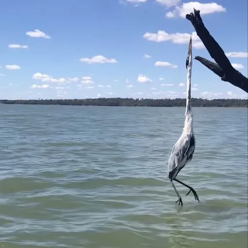 цапля запуталась