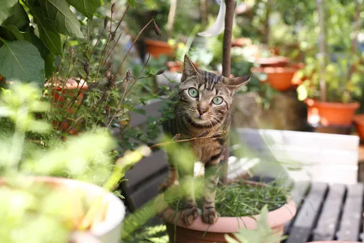 4 тренда в садоводстве, которые будут популярными в 2026 году, и кот