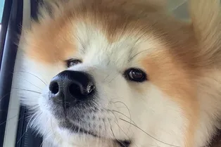 Пушистое сердце: пес с необычной головой стал звездой соцсетей Пушистое сердце: пес с необычной головой стал звездой соцсетей