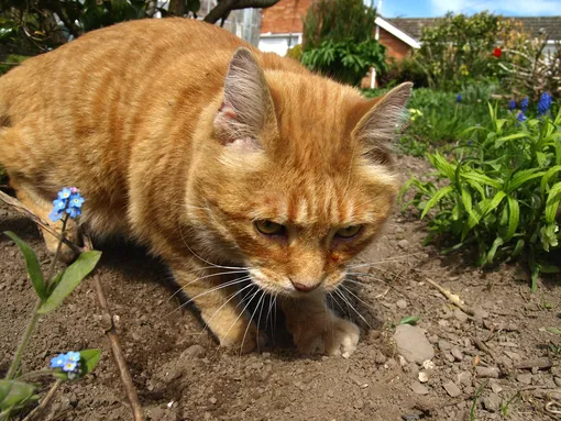 Задержка роста, вянущие листья, отсутствие цветов: 6 проблем, причина которых кроется в качестве почвы, и кот Задержка роста, вянущие листья, отсутствие цветов: 6 проблем, причина которых кроется в качестве почвы, и кот