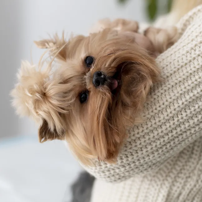 Эксперты поделились лайфхаками, которые помогут легко и безболезненно стричь когти вашим питомцам: видео